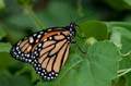 119 Monarch - Danaus plexxipus